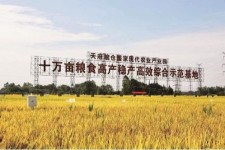 岑溪关于成都商务伴游外围雇用的信息